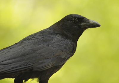 American Crow