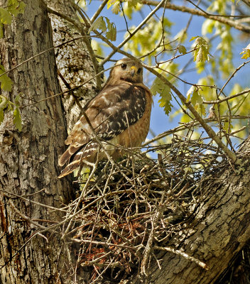 Eastern Population Adult on Nest
