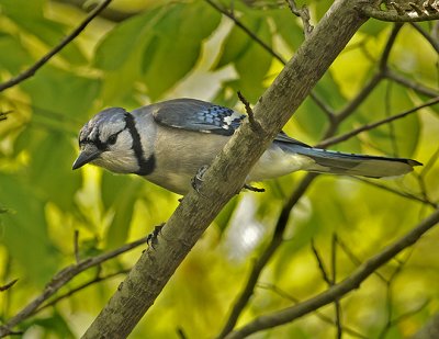 Blue Jay