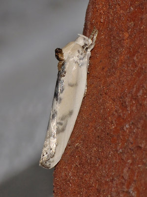 Schlaeger's Fruitworm Moth (1011)