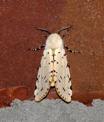 Salt Marsh Moth (8131)