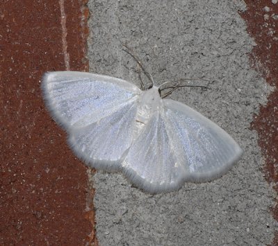 White Spring Moth (6667)