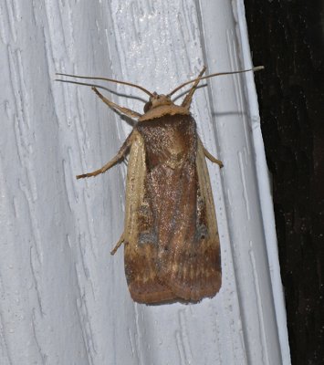 Flame-shouldered Dart Moth (10891)