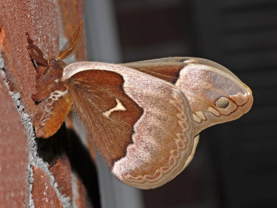 Promethea Moth (7764)