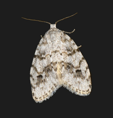 Little White Lichen Moth (8098)