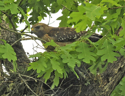 Eastern Adult on Nest
