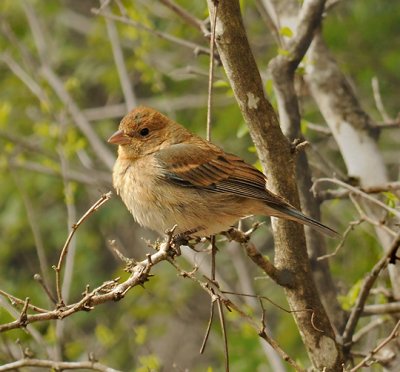 Indigo Bunting (Non-breeding Female)