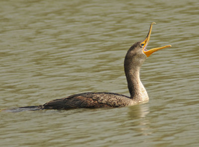 Double-crested Cormorant