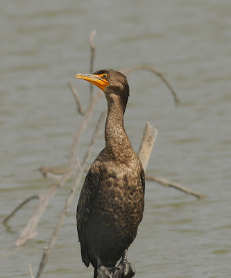 Double-crested Cormorant