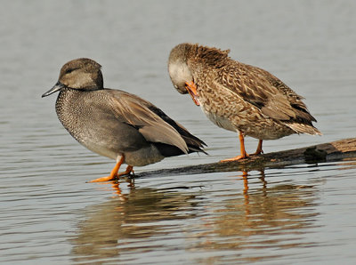 Gadwall