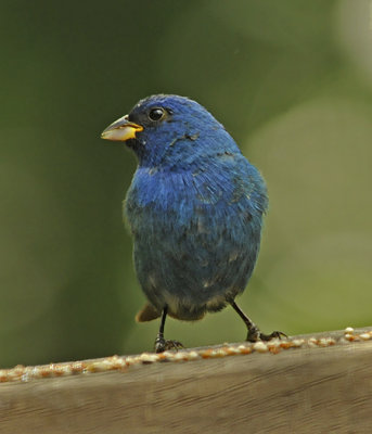 Indigo Bunting (Breeding Male)