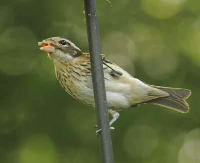 Female