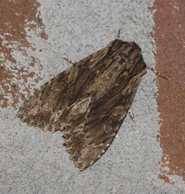 Confused Woodgrain (10521)