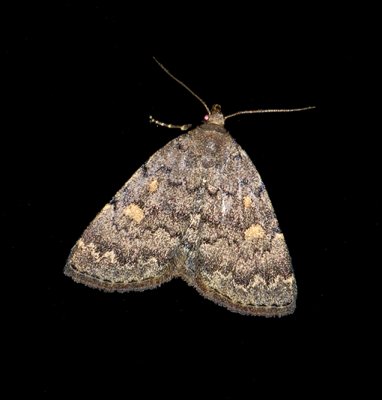 Common Idia Moth (8323)