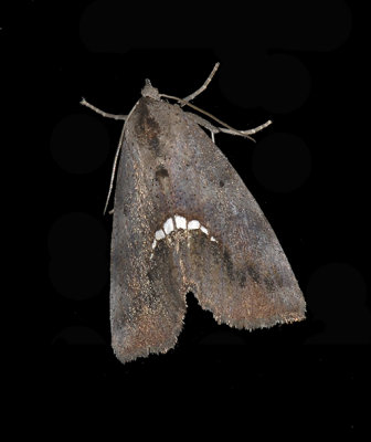 Small Necklace Moth (8528)