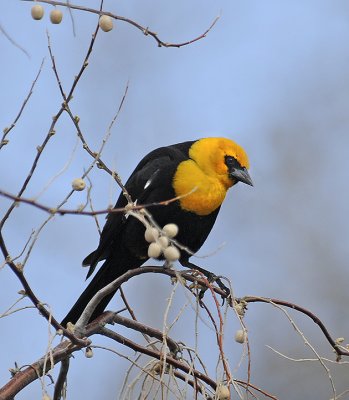 Yellow-headed Blackbird