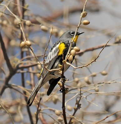 Yellow-rumped (Audubon's) Warbler