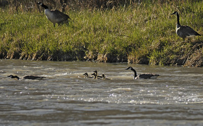 Canada Geese (Common)