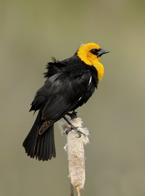 Yellow Headed Blackbird