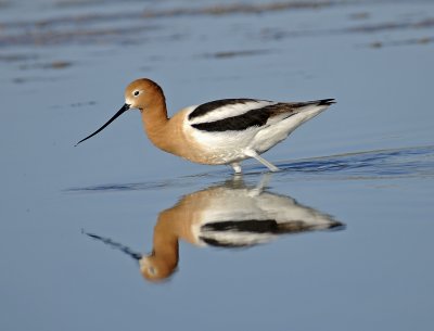 American Avocet