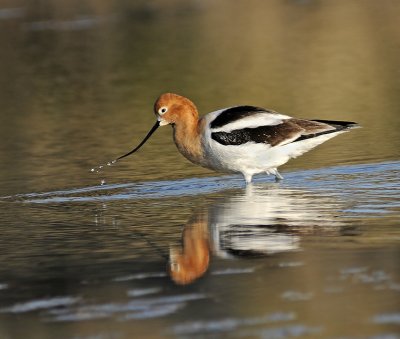 American Avocet