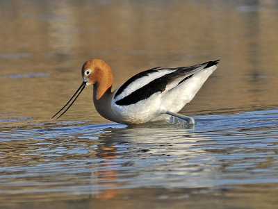 American Avocet