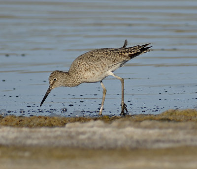 Breeding Adult (Western)