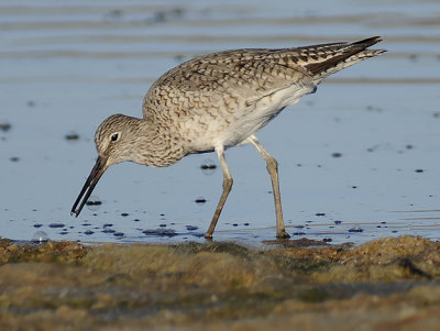 Breeding Adult (Western)