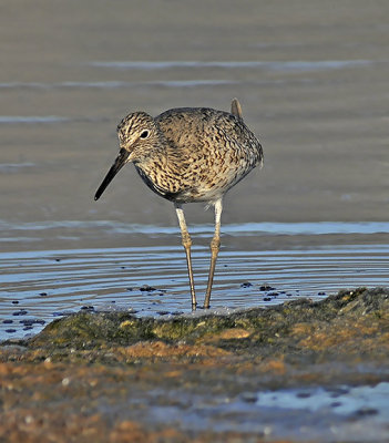 Breeding Adult (Western)