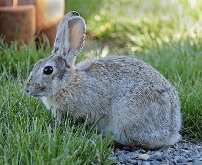 Mountain Cottontail (Nuttall's Cottontail)