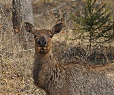 Elk