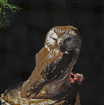 Northern Saw-whet Owl