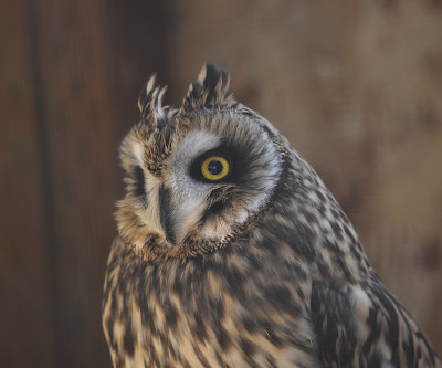 Long-eared Owl (Female)
