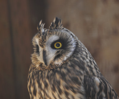 Long-eared Owl (Male)