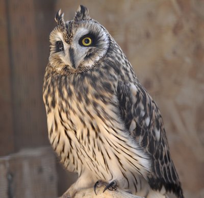 Long-eared Owl (Male)