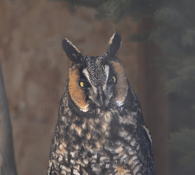 Long-eared Owl (Male)