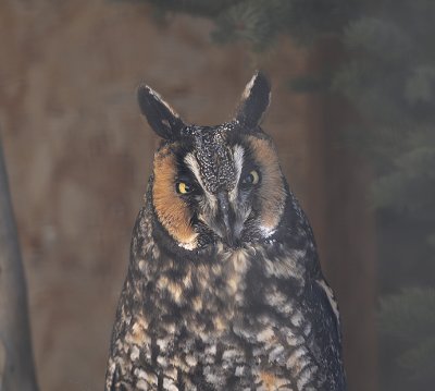Long-eared Owl (Female)
