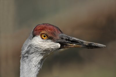 Greater Sandhill Crane