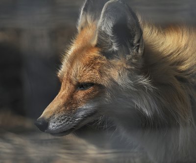 Red Fox