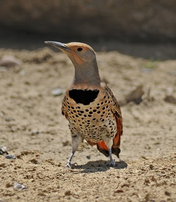 Northern Flicker Red-shafted (Western)