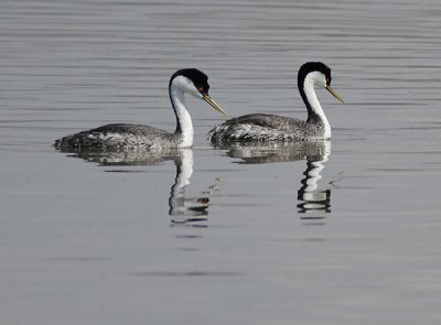 Loons And Grebes