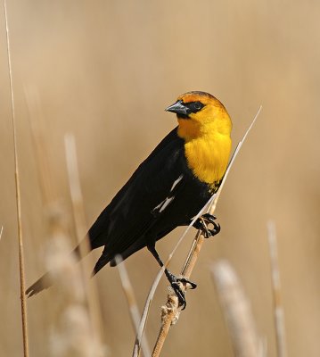 Yellow-headed Blackbird