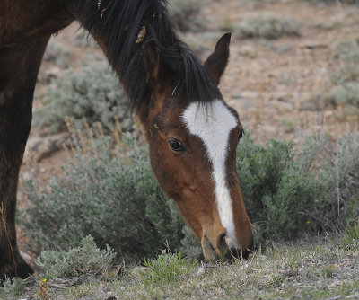 Wild Horse