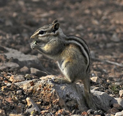 Uinta Chipmunk