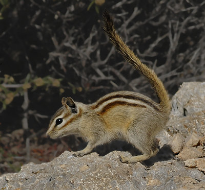 Uinta chipmunk