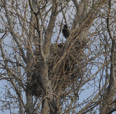 Red-tailed Hawks Nest