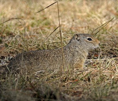 Uinta Ground Squirrel