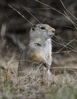 Uinta Ground Squirrel