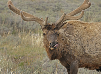 Elk