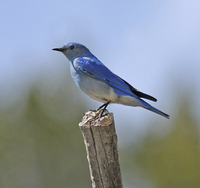 Mountain Bluebird 